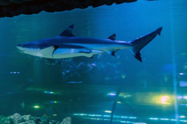 Büyük gri bir köpekbalığının yüzdüğü bir sualtı akvaryumu, canlı tropikal balıklar, mercan oluşumları ve yapay mavi ışıklandırma.