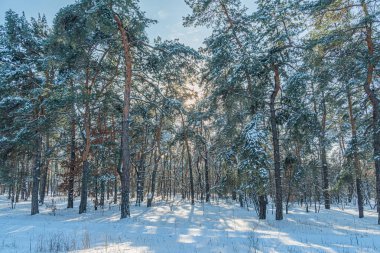 Kış ormanı, karlı zemin, kozalaklı ağaçlar, güneş ışığı, yumuşak gölgeler, beyaz, kahverengi ağaç kabuğu, mavi gökyüzü, insan aktivitesi yok.