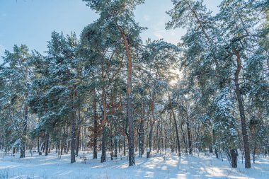 Kış ormanının alçak açılı görüntüsü, kozalaklı ağaçlar, soğuk bir gökyüzüne karla kaplı dallar, uzun gölgeler, doğal, bozulmamış manzara.