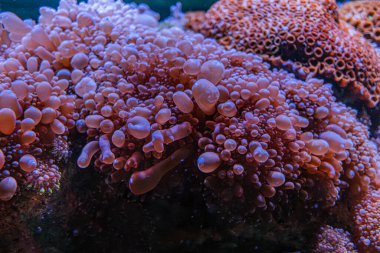 Canlı bir mercan resifinin kuş bakışı görüntüsü, yoğun olarak küçük beyaz baloncuklarla dolu, su altı dünyası, sıcak bastırılmış aydınlatma