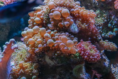 Renkli mercanlar ve gümüş-mavi balıklarla dolu bir akvaryum penceresinden mercan resifini yakından görmek, yumuşak yayılmış ışık, gerçekçi bir tarz.