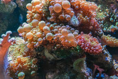 Canlı mercan resifleriyle dolu sualtı sahnesi, kaynayan deniz yaşamı, doğal ışıklandırma.
