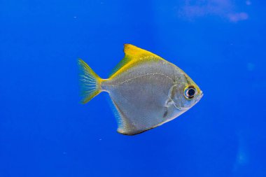 Mavi yüzgeçli canlı sarı balıklar su altında mavi bir zemin üzerinde yüzüyorlar. Öznelerin hareketleri ve renkleri üzerinde duruluyor.