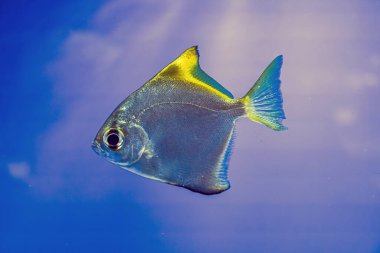 Ortadaki sarı tang balığı canlı mavi sualtı sahnesinde yüzüyor, dağınık ışık yansımalarıyla.