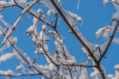 Kış sahnesinde çıplak dallarda yoğun kar, derinlik ve boyut yaratır. Güneş ışığı parçaları aydınlatır, ince gölgeler bırakır. Beyaz kar, kahverengi dallar renklere hakim olur.