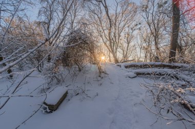 Çıplak ağaçlar ve yeni ayak izleriyle, kış ormanlarında süzülen karlı yol, sabahın erken saatlerinde güneş ışığının altında beyaz kar, koyu ağaç gövdeleri ve altın röflelerle çelişiyor Reali.