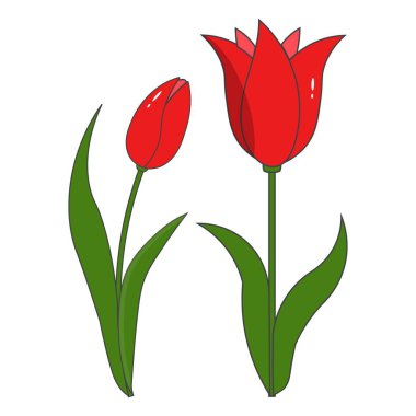 Hoş el çizimi tarzında laleler serisi, arka planda izole edilmiş. Bahar tasarımı, tebrik kartları, davetiyeler, düğün dekorasyonu ve çiçek temalı projeler için mükemmel..