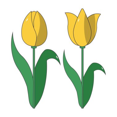 Hoş el çizimi tarzında laleler serisi, arka planda izole edilmiş. Bahar tasarımı, tebrik kartları, davetiyeler, düğün dekorasyonu ve çiçek temalı projeler için mükemmel..