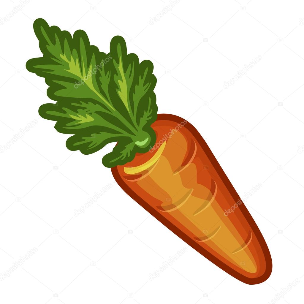 carrot in vector