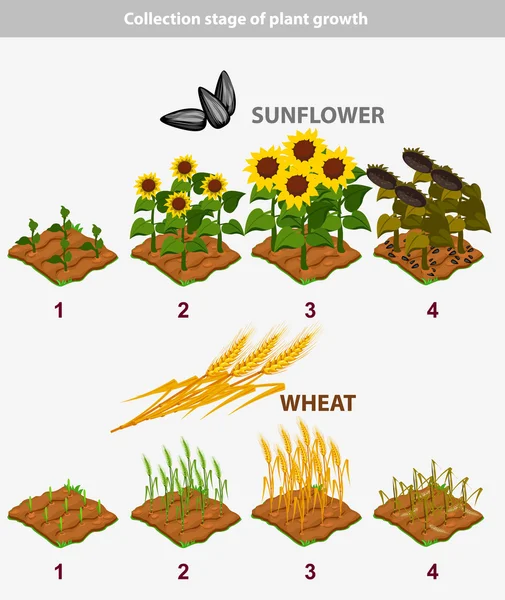 Etapa de crecimiento de plantas. Girasol y trigo — Vector de stock