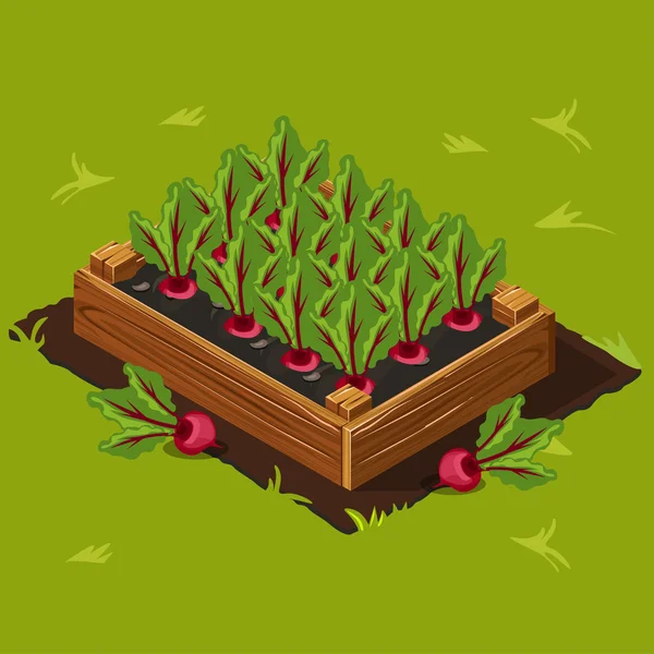 Vegetable Garden Box with Beet. Set 3 — Wektor stockowy