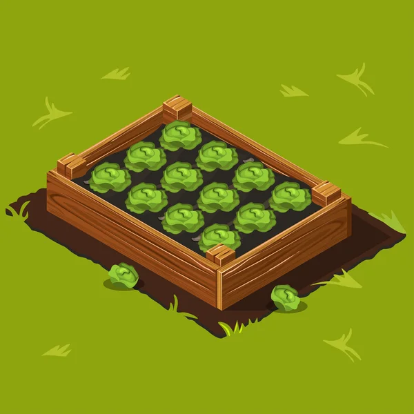 Caja de jardín vegetal con repollo. Set 9 — Vector de stock