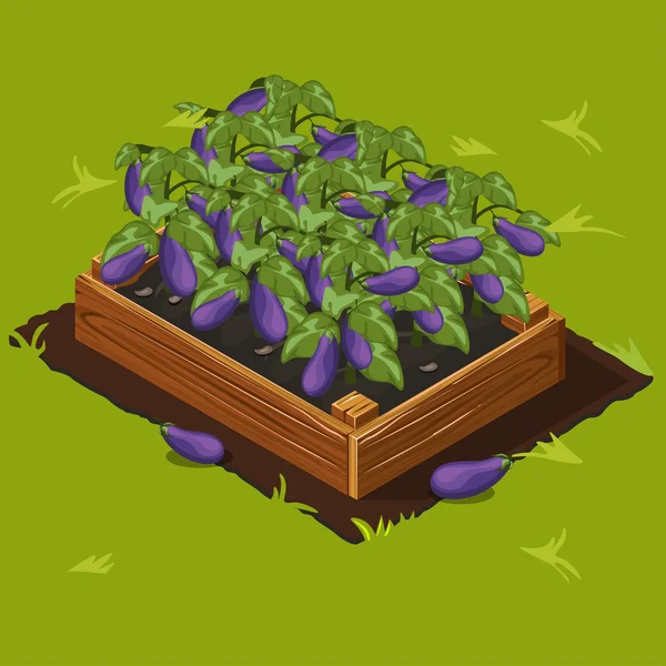 Vegetable Garden Box with Eggplant. Set 5 — стоковий вектор