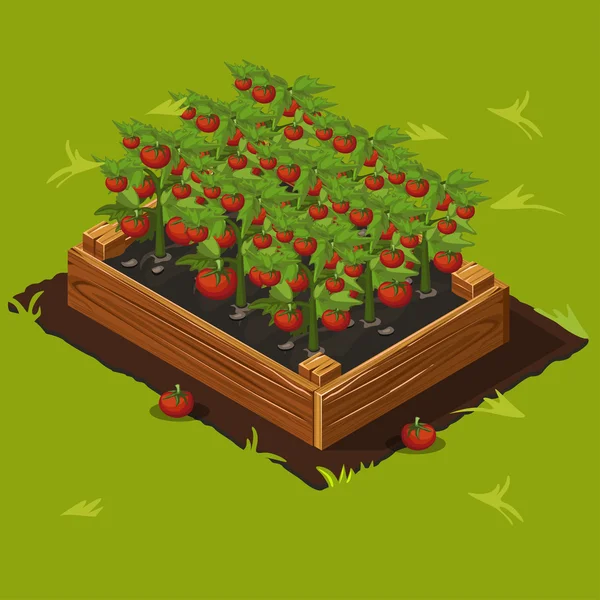 Caixa de jardim vegetal com tomates. Conjunto 4 — Vetor de Stock