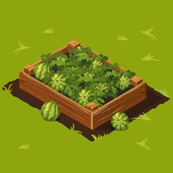 Caja de jardín vegetal con sandías. Set 7 — Archivo Imágenes Vectoriales