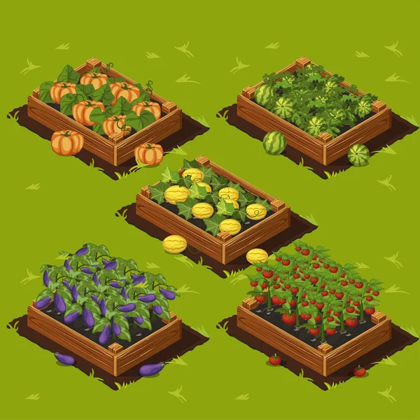 Boîte de jardin de légumes — Image vectorielle