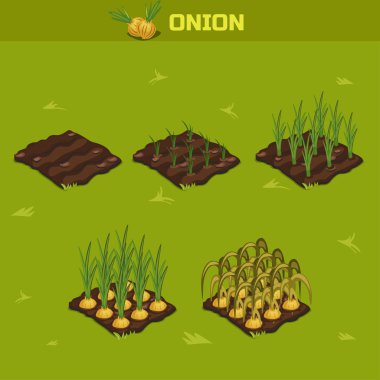 8 ayarlayın. Büyüme soğan izometrik sahne