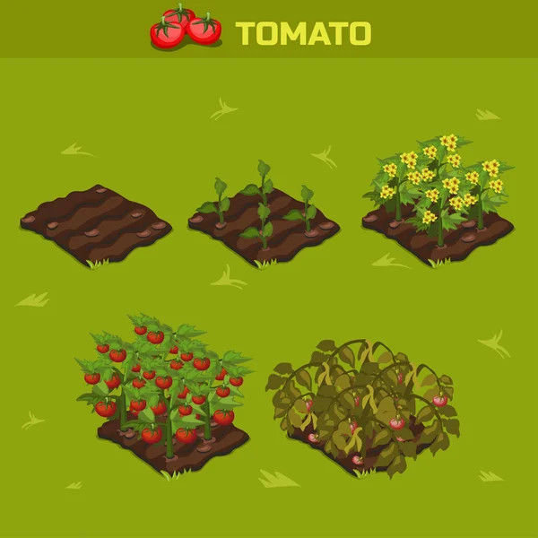 SET 1. Isométrico Etapa de crecimiento Tomate — Vector de stock