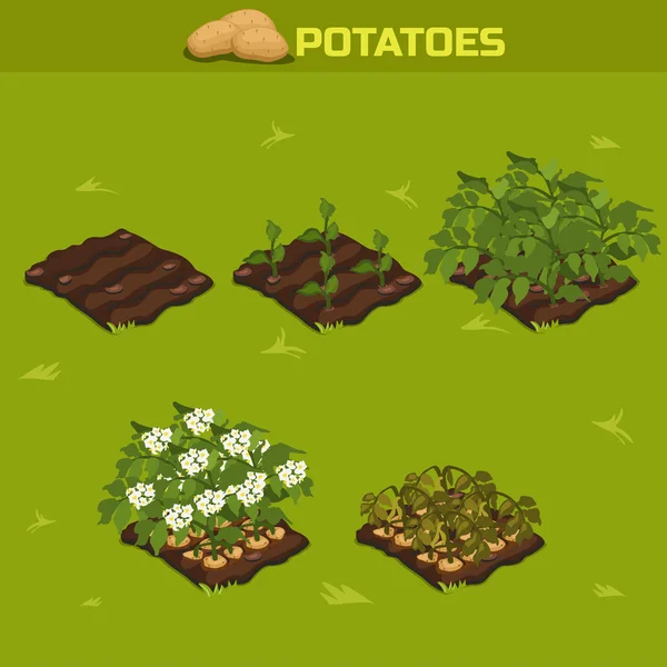 SET 11. Isométrico Etapa de crecimiento Patatas — Vector de stock