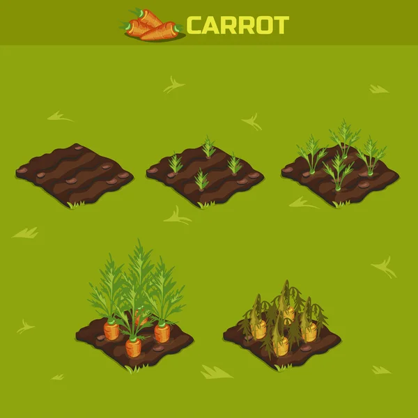 SET 9. Stade isométrique de croissance Carotte — Image vectorielle