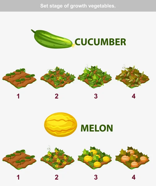 Etapa de crecimiento de las verduras. Pepino y melón, copia JPG similar —  Fotos de Stock