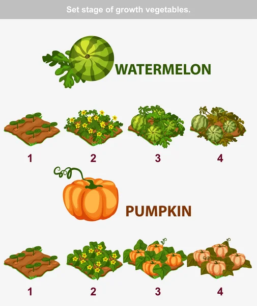 Etapa de crecimiento de las verduras. Sandía y calabaza, copia JPG similar —  Fotos de Stock