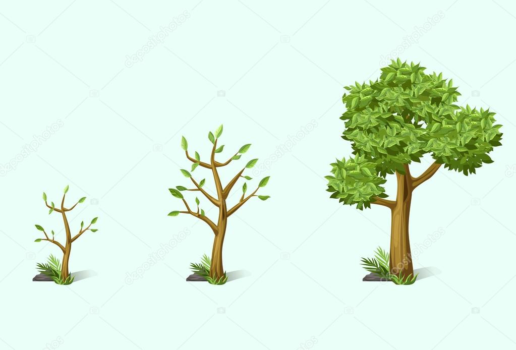 three stages of tree growth