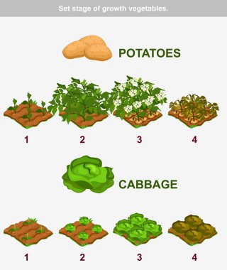 Büyüme sebze hazırladı. Lahana ve patates vektör