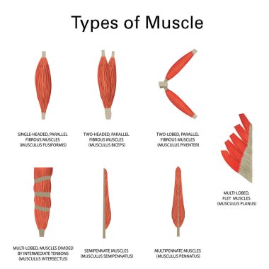 Human muscle types, realistic vector medicine clipart