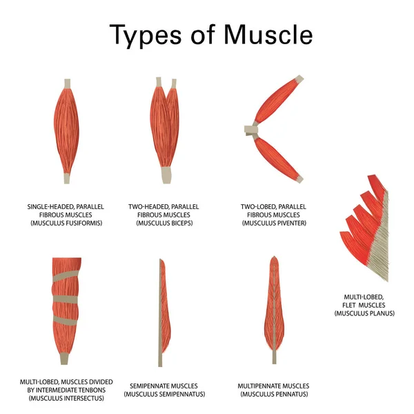 Tipos Músculos Humanos Medicina Vectorial Realista — Archivo Imágenes Vectoriales