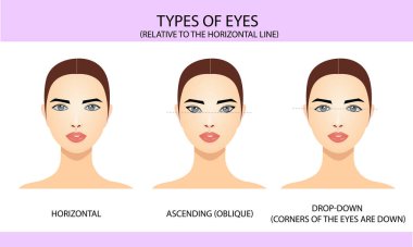 Yatay doğruya göre göz tipleri, vektör illüstrasyonu, kirpik uzantısı için bilgi, bilgi grafikleri