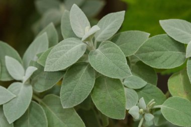 Barleria albostellata 'ya yakın çekim. Yumuşak gümüş-yeşil yapraklar ince kıllarla kaplı. Kadife yapraklı, Güney Afrika 'ya özgü bir çalılık..