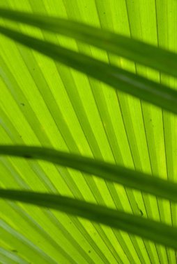 Güneş ışığıyla aydınlatılan Pritchardia Hillebrandtii palmiye yaprağının yakın çekimi, ince doğrusal dokuyu ve doğal yeşil desenleri gösterir..