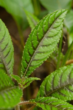 İnce tüyleri ve tırtıklı kenarları olan yeşil tropikal yaprakların yakın çekimi, yumuşak doğal ışıkta yaprak dokusunu ve damarlarını gösteriyor.. 