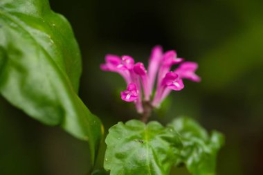 Scutellaria coccinea 'ya yakın çekim. Canlı pembe tüp çiçekleri ve yumuşak yeşil yapraklarla. Perulu tropikal türler.