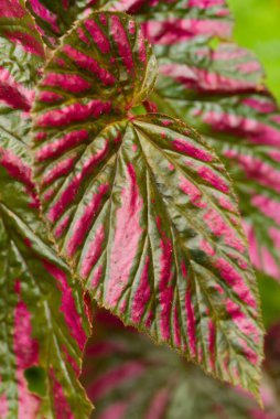 Parlak koyu yeşil yapraklara zıt parlak pembe çizgilerle begonia brevirimosa 'nın çarpıcı yaprakları.