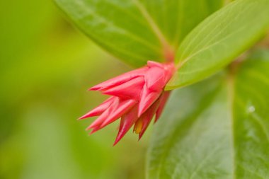Ericaceae ailesine ait bir tropikal Ekvador çalısı olan Sphyrospermum eliptium 'un canlı pembe çiçek tomurcuğunun yakın çekimi.
