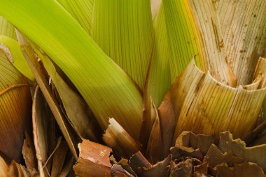 Yeşil katmanlı kılıfları ve doğal dokuları gösteren, yağmur ormanı bitkisinin gücünü ve ritmini yakalayan tropikal bir bitki tabanının yakın çekimi..