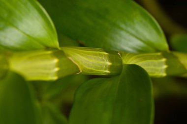 Laos ve Güneydoğu Asya 'ya özgü tropikal orkide türü Dendrobium nobile' nin segmentli gövdesi ve parlak yeşil yapraklarının yakın çekimi.
