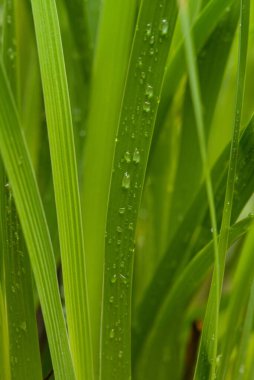 Aristea ensifolia 'nın zarif kılıç yaprakları. Pürüzsüz yaprakları ve yoğun yeşil püsküllerinden çıkan narin mavi çiçekleriyle tanınan Güney Afrikalı bir iris.. 