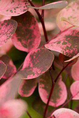 Breynia disticha Roseopicta 'nın canlı pembe ve yeşil yaprakları. Pasifik Adaları 'na özgü süs çalısı..