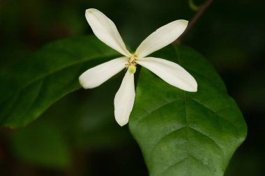 Humbertioturraea maculata çiçeğinin yakın çekimi, Madagaskar 'dan ince beyaz yaprakları ve yemyeşil yaprakları olan nadir bir tropikal bitki..