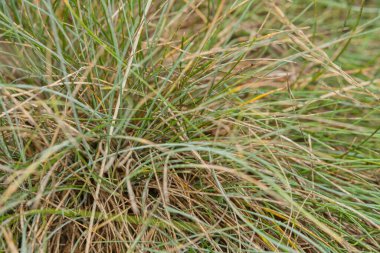 Festuca glauca Yoğun Mavi 'ye yakın plan, mavi-yeşil bıçaklı kompakt bir süs çimeni. Kurak dayanıklılığı ve renk kontrastı nedeniyle kaya bahçeleri ve sınırlarıyla ünlüdür..