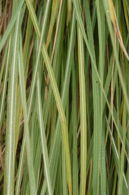 Saccharum Ravnae 'nin (syn. Tripidium ravennae), dik yeşil ve krem çizgili yapraklı uzun otlar. Mimari biçimi ve hareketi için değerlidir..