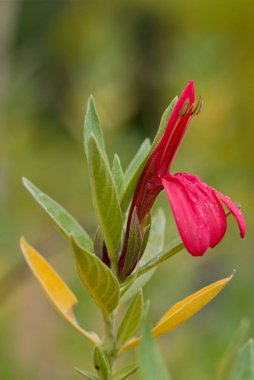 Justicia Sericea Inca Queen 'in canlı kırmızı çiçekli ve yeşil yapraklı yakın çekimi. Güney Amerika 'dan tropik bitki, botanik ya da bahçe fotoğrafçılığı teması için ideal..