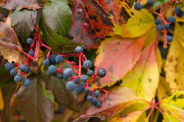 Sonbahar renginde Parthenocissus quinquefolia Kırmızı Duvar canlı kırmızı yapraklar ve mavi meyveler, çarpıcı mevsimsel kontrastlar sergiliyor.