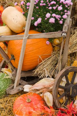 Ahşap bir arabada balkabağı, kasımpatı, saman ve mısırla yapılan kırsal sonbahar düzenlemesi güz hasadını ve kırsal geleneği sembolize ediyor..