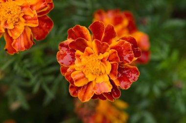 Tagetes patula 'nın (Fransız kadife çiçeği) yakın çekimi, Meksika' da bahçeler ve haşere kontrolü için kullanılan canlı bir yıllık çiçek olan turuncu-kırmızı taç yaprakları ile çiçek açar..