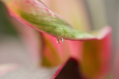 Kırmızı ve yeşil Cordyline fruticosa yaprağı Ucunda tek bir su damlası var.