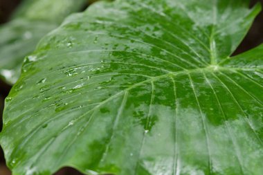 Parlak bir Englerarum montanyum yaprağının, doğal doku ve damarları gösteren, küçük su damlacıklarıyla kaplı yakın çekimi..
